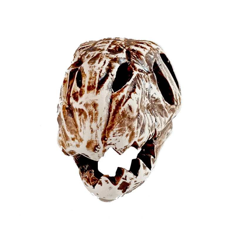 czaszka dinozaur2.jpg